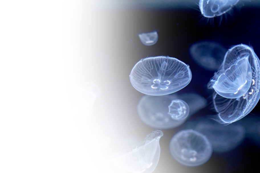 Jellyfish Instagram preview / @Aqua_hiro